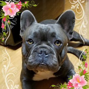 Meet your Posher, Keawe